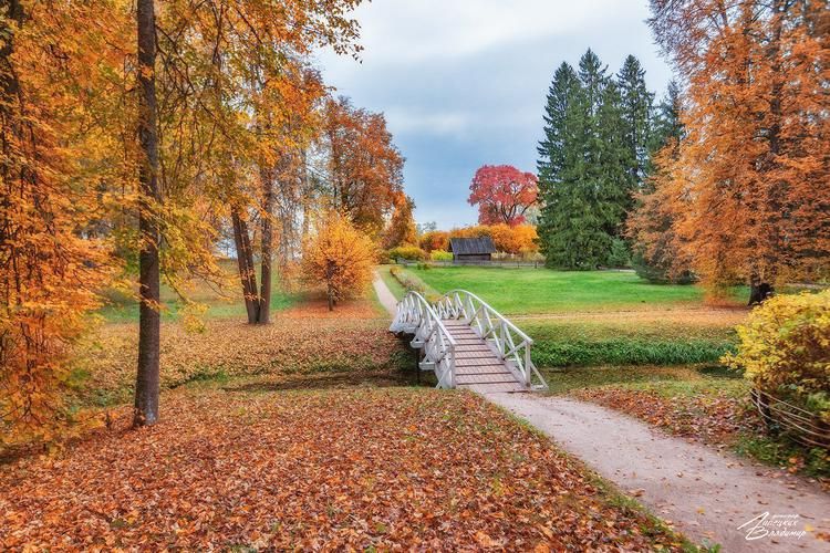 Автобус| Музы на крыльях: где искусство взлетает