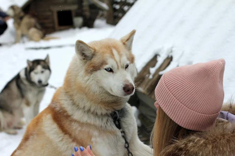 Новогодний эксклюзив (промо)