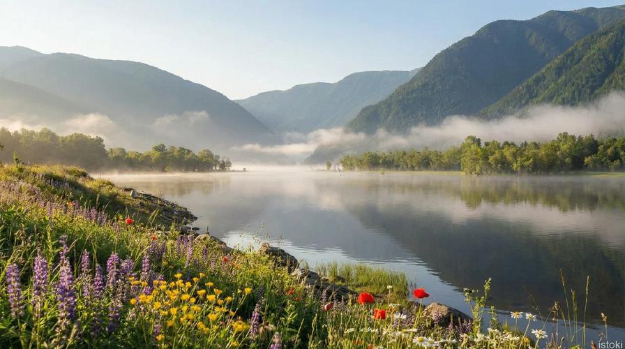 Алтай в сиреневой дымке: цветение маральника