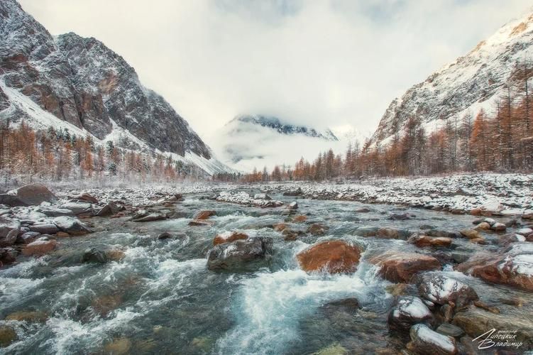 Алтай в сиреневой дымке: цветение маральника